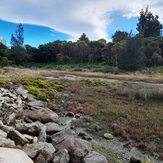 Tempe saltmarsh